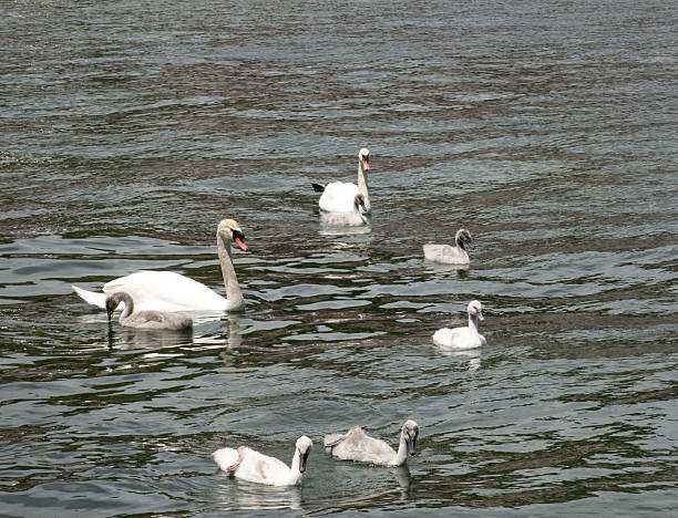 istock Cute swan family 537820094
