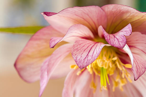Edge-on macro of this lovely, pink-striped Hellebore called Helleborus x hybridus 'Mardi Gras Pink'