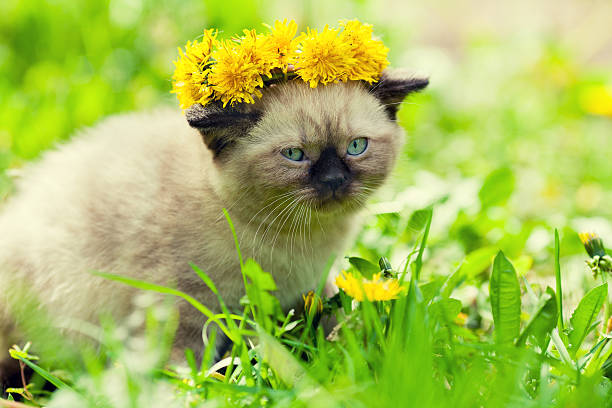 istock Little kitten crowned dandelion chaplet walking in the grass 537820456