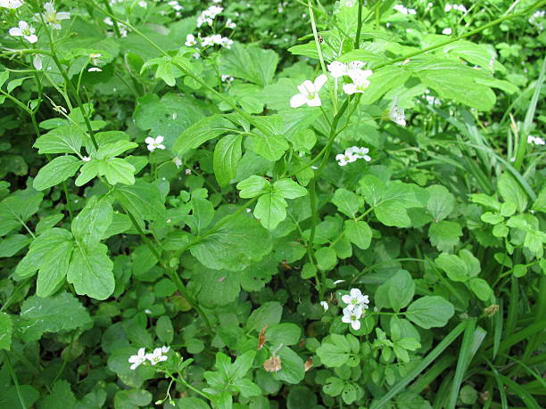 istock Blooming watercress, Nasturtium officinale 537820470