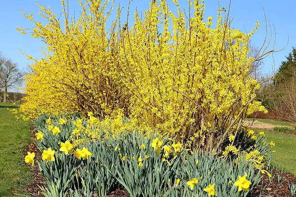 Forsythia and Daffodils in spring