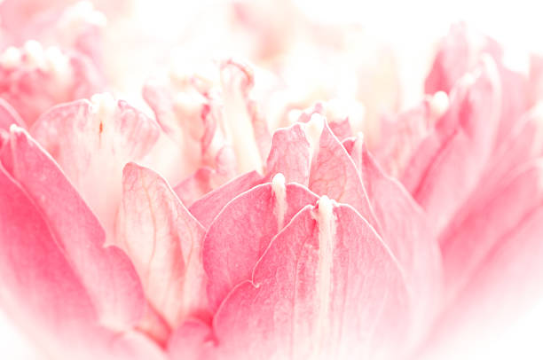 istock Lotus petals on white background with area for your text 537820691
