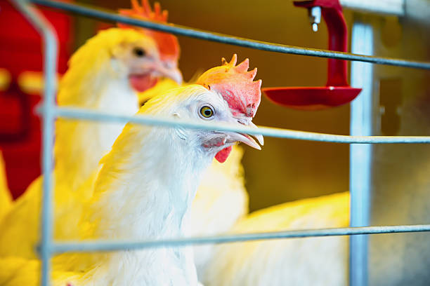 istock Chicken in farm incubator or coop 537821113