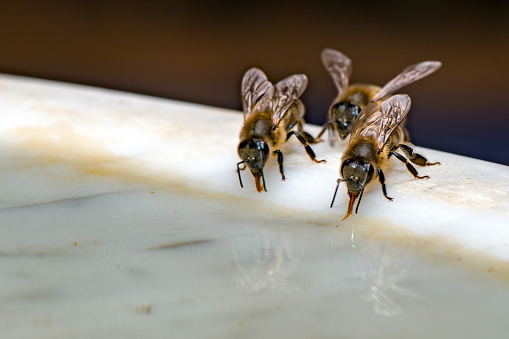 Bee insect while drinking water detail