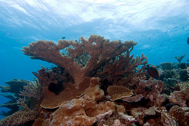 Coral Mount Pinnacle Reaches toward the Ocean's Surface A coral mount pinnacle reaches toward the ocean's surface. The image contains a coral head made up of several different types of corals, numerous fish, and the shining blue ocean above. Bikini Atoll, Marshall Islands. bikini atoll stock pictures, royalty-free photos & images