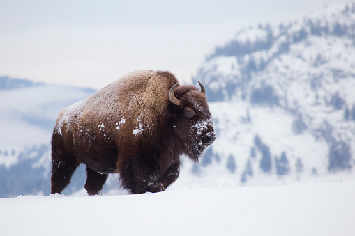 On a cold winter morning, the big bison goes forward looking for food.