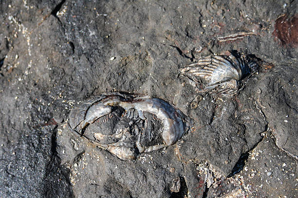 istock Bivalve mulluscs and brachiopod shell fossils 537821750