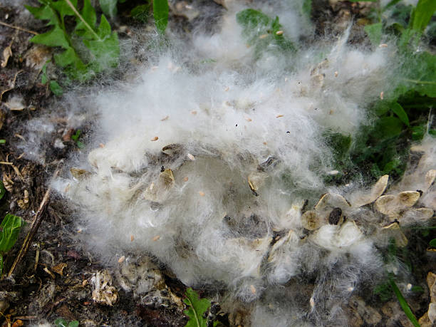 istock poplar fluff in the park 537822004