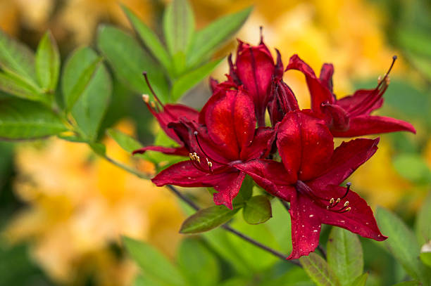 rhododendron stock photo