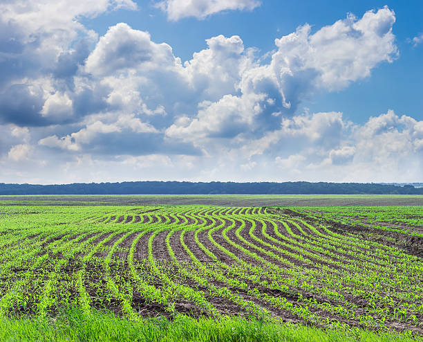 istock Corn field with young stalks against the sky with clouds 537822728