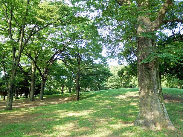 istock The comfortable forest park in the morning 537823972