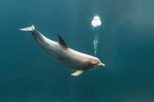 Bottlenose dolphin, tursiops truncatus, blowing bubbles while swimming
