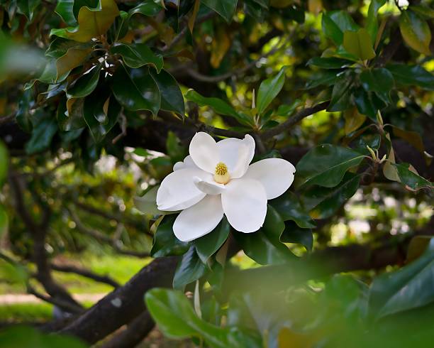 sur de magnolia  - magnolia white single flower flower fotografías e imágenes de stock