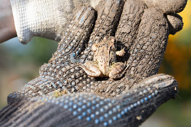 istock Little frog sitting on a hand 537824114