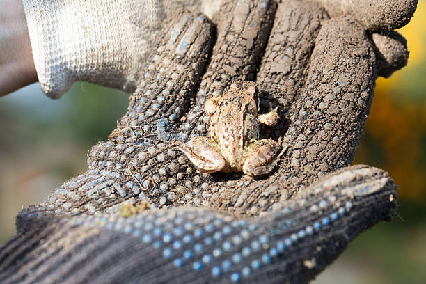маленькая лягушка сидит на руке - frog animal little boys child стоковые фото и изображения