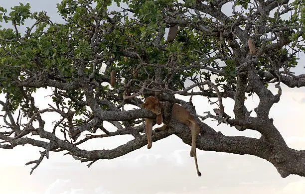 Photo of lion on tree