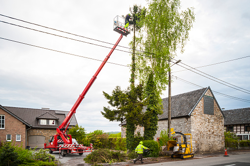 Professionals at work, trimming a large tree by use of a telescopic platform truck and wood shredder machine. 