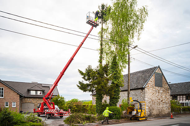 Tree trimming Professionals at work, trimming a large tree by use of a telescopic platform truck and wood shredder machine.  crane truck stock pictures, royalty-free photos & images