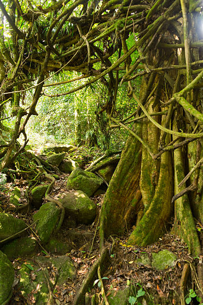istock footpath in ruwenzori mountains, uganda 537824750