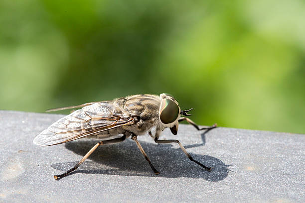 istock Closeup of a horsefly 537824784