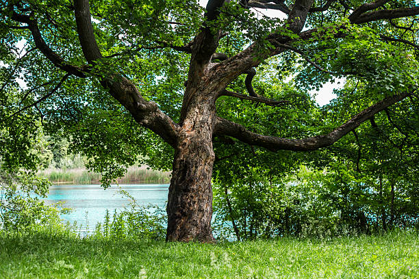 istock old beautiful tree on the background of river 537826216