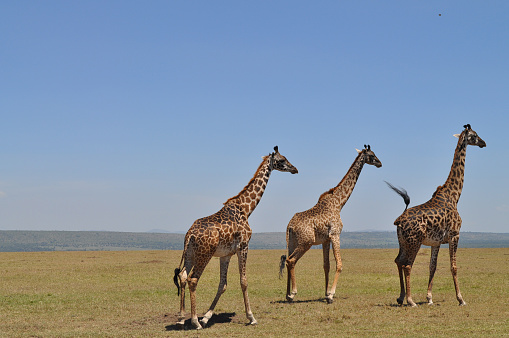 Giraffe in Masai Mara Reserve