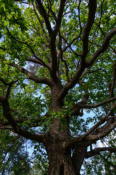 istock green oak tree in the shadows, summer 2016 537826250
