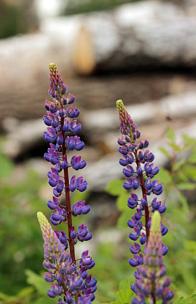 istock Wild violet lupines Lupinus are growing 537827200