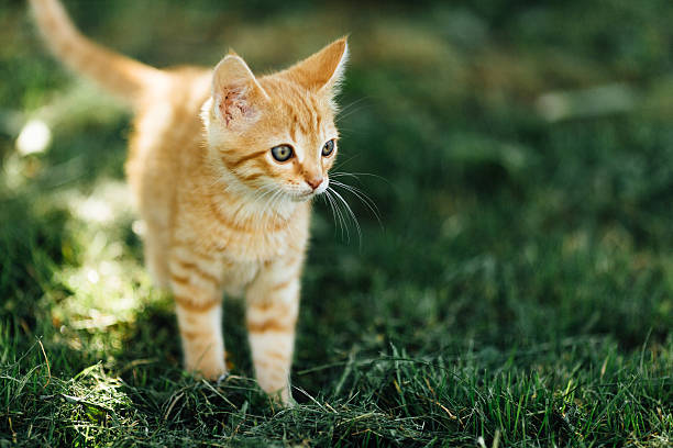 istock Small cat walking on the garden background 537828010