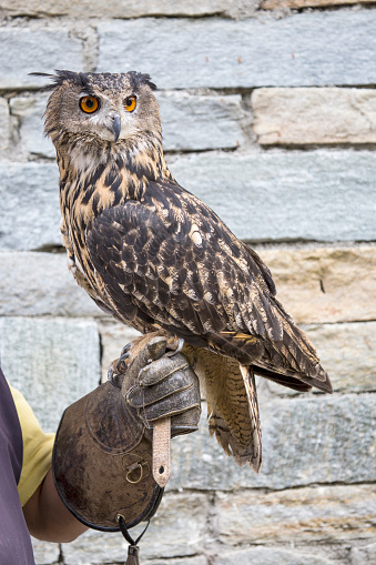 Eurasian eagle-owl, Bubo bubo, perched on the hand of a falconer. Although not popular as the Indian owl, this bird the be domesticated for the falconry