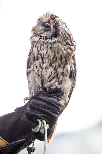 A owl perched on the glove of a falconer with a bright background