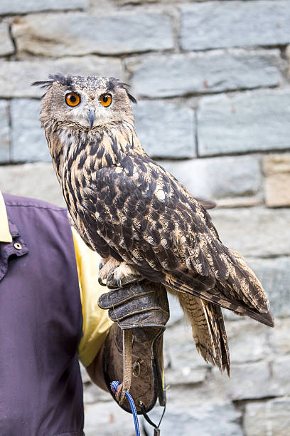 istock Eurasian eagle-owl on the hand of a falconer 537828348