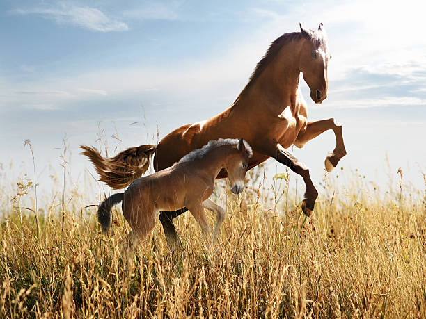 istock horse with a foal skips in the tall grass 537828550