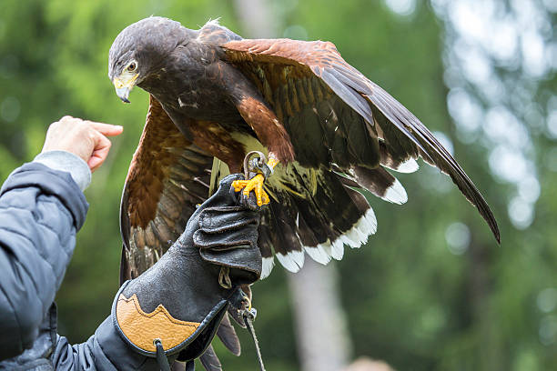 falcoeiro com falcão de harris no braço - falconry glove - fotografias e filmes do acervo