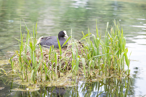 An Eurasian coot, Fulica atra, is hatching eggs in the its nest. This species builds a nest of dead reeds or grasses near the water's edge