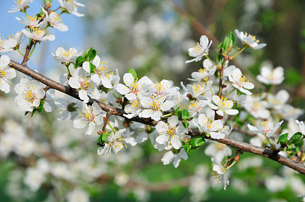 istock Cherry blossoms. White cherry flowers on a tree branch. 537830208