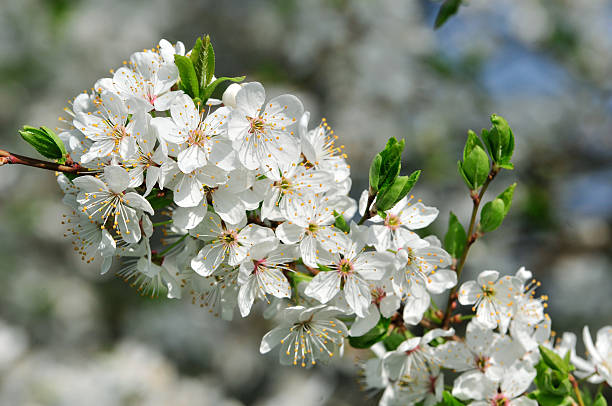 istock Cherry blossoms. White cherry flowers on a tree branch. 537830738