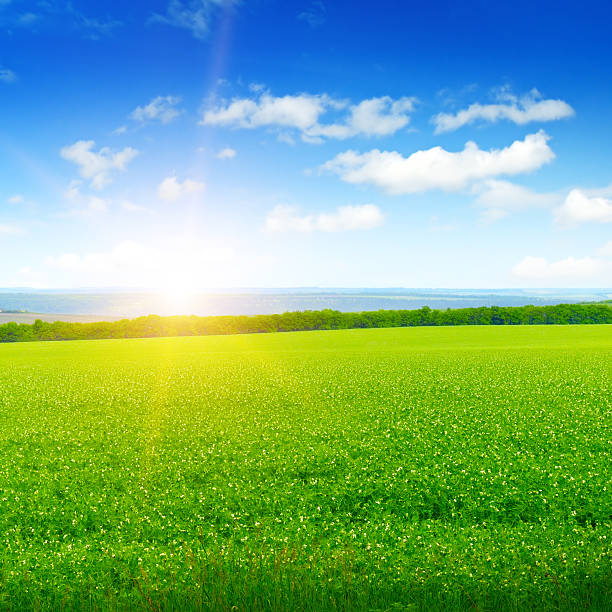 istock field, sunrise and blue sky 537831162