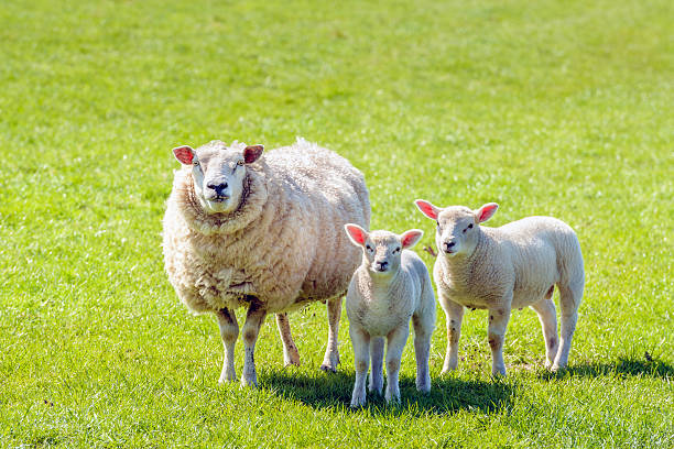 istock Ewe with her two lambs posing for the photographer 537831718