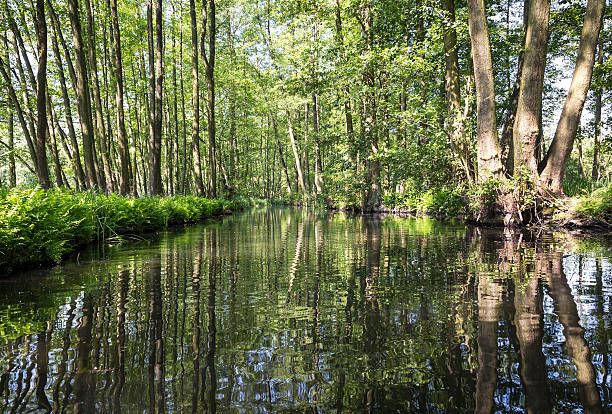 istock By canoe through the beautiful Spreewald 537832108