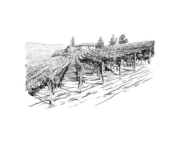 illustrazioni stock, clip art, cartoni animati e icone di tendenza di vigneto paesaggio vettoriale schizzo design. disegnato a mano libera illustrazione - vendemmia