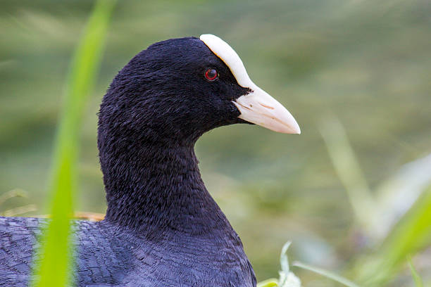 Portrait of an Eurasian coot, Fulica atra, with closeup of the head. This bird is largely black except for the white facial shield