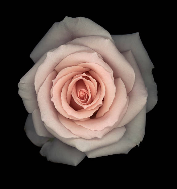 istock Pink Rose isolated on a black background. 537833858