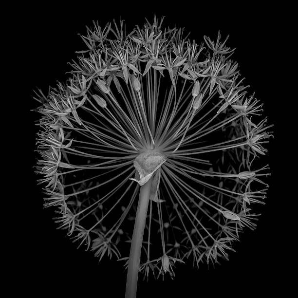 alium cabeza aislado en un fondo negro - allium flower fotografías e imágenes de stock