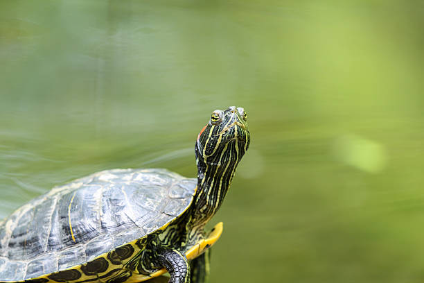 istock Pond Turtle Heating In The Sun On Rock In Lake 537834424