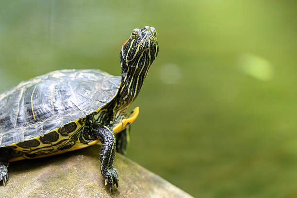 istock Pond Turtle Heating In The Sun On Rock In Lake 537834456