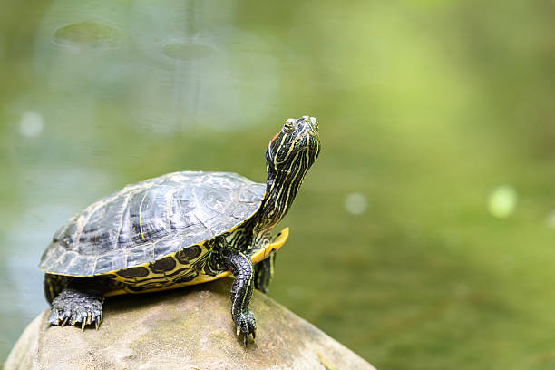 istock Pond Turtle Heating In The Sun On Rock In Lake 537834522