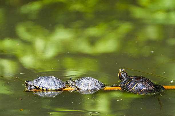 istock Pond Turtles Heating In The Sun On Wood Stick 537834580