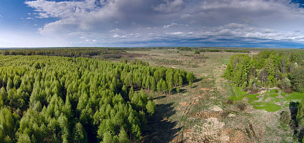 istock aerial view of the spring forest 537834794