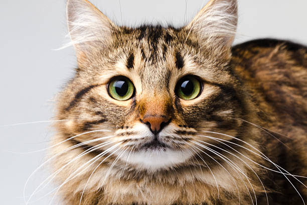 istock portrait of a cute cat 537834804